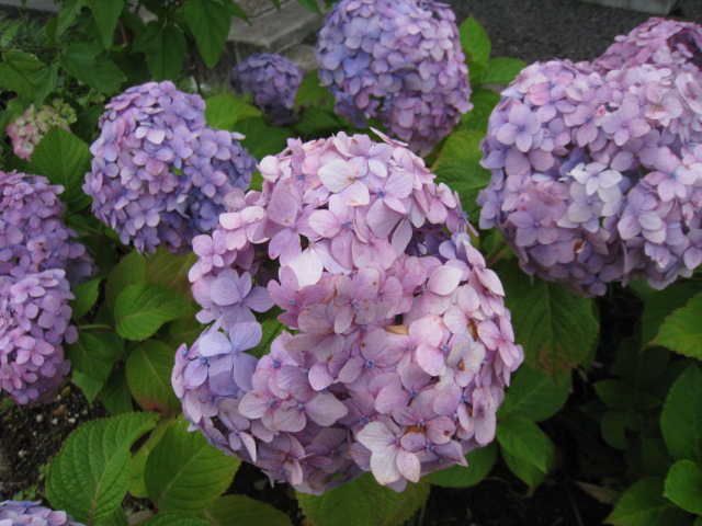紫陽花