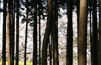 山桜