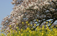 山桜