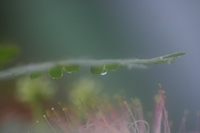 ♪雨♪