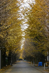 銀杏