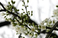 花盛り