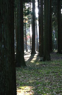 晩秋の