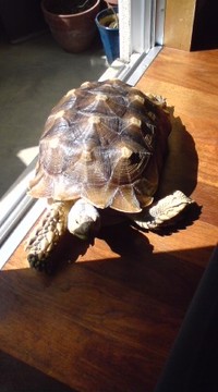 ユニークなペット♪