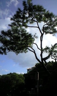 印象的な言葉◎ 2009/11/20 02:29:17