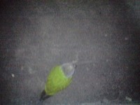 珍客!? 2009/04/15 23:54:42