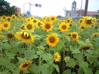 『小料理屋・菜の花』 2009/09/09 00:32:22