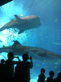 ちゅら海水族館 2011/08/30 15:07:44