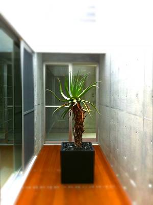 Aloe tomentosa・・・かも。
