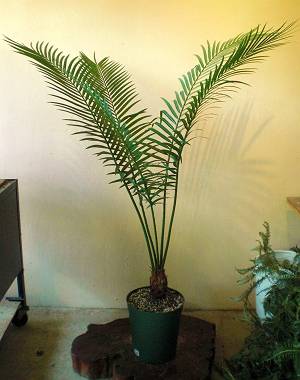 Cycas rumphii（サイカス・ルンフィ）