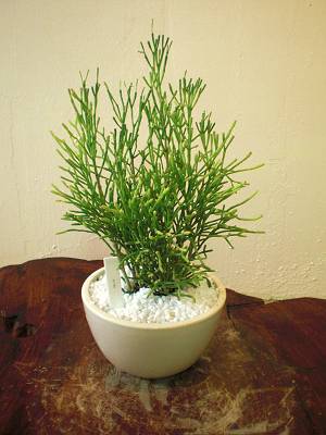 ちょこっとplants