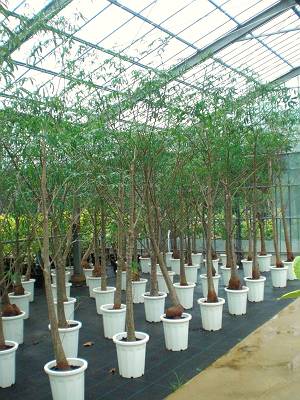 アシストplanta