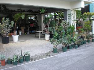 植物に囲まれて