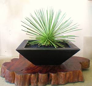 agave-stricta
