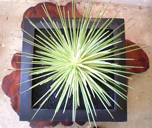 agave-stricta