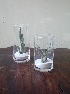 納品してこ。