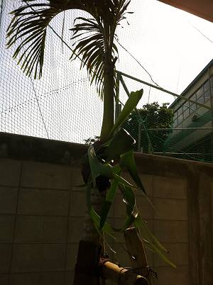 S様邸の植栽。
