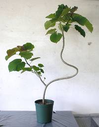 植え替え
