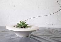植え替え