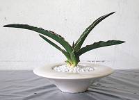 植え替え