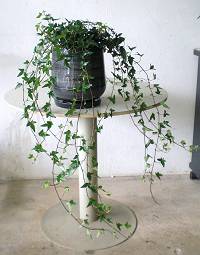 帝国の植え替え＋松も