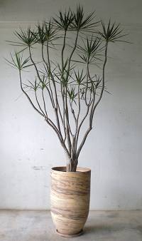 注文品