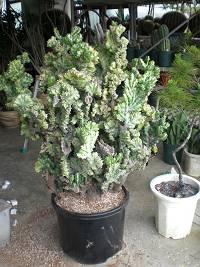 帝国の植え替え＋松も