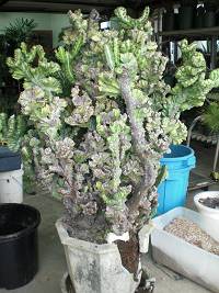 帝国の植え替え＋松も