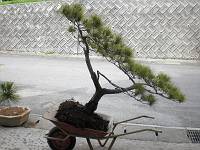 帝国の植え替え＋松も