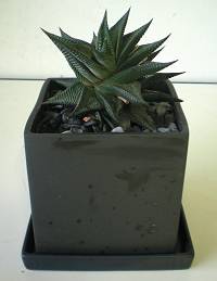 注文品