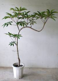注文品下準備