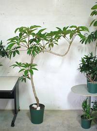 提案