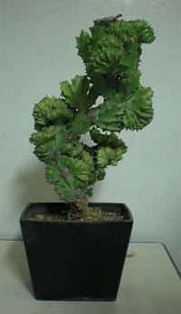 納品（低大・中・小）