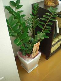 植物に囲まれて