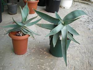 人も植物も環境が大事