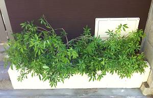 TK様邸植栽