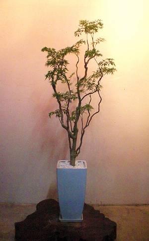 TK様邸植栽