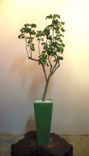 TK様邸植栽