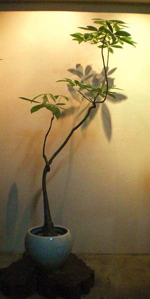 TK様邸植栽