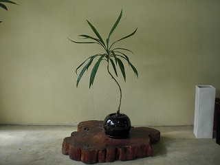 週はじめ