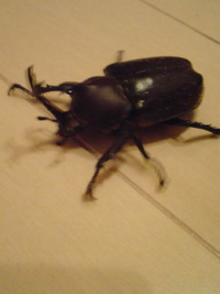 我が家のカブトムシ 2008/09/01 23:50:00