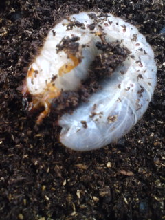 カブトムシ 3齢幼虫