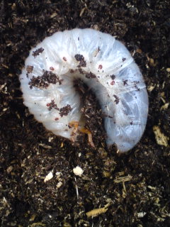 カブトムシ 3齢幼虫