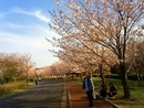 桜photo