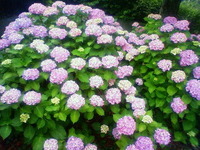 大好きな花 2012/06/20 00:08:23