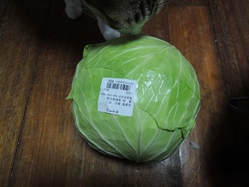 新鮮野菜。