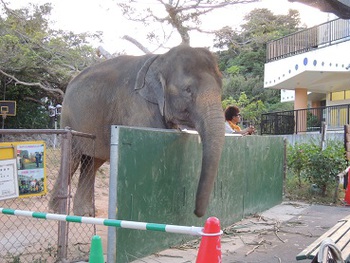 夜の動物たち