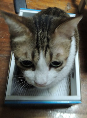リサイクル