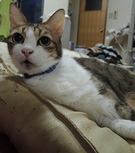 元気になりました。