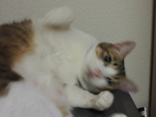 差し入れ